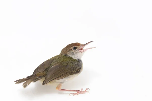 Bar Φτερωτό Prinia Prinia Familiaris Απομονώνεται Λευκό Φόντο — Φωτογραφία Αρχείου