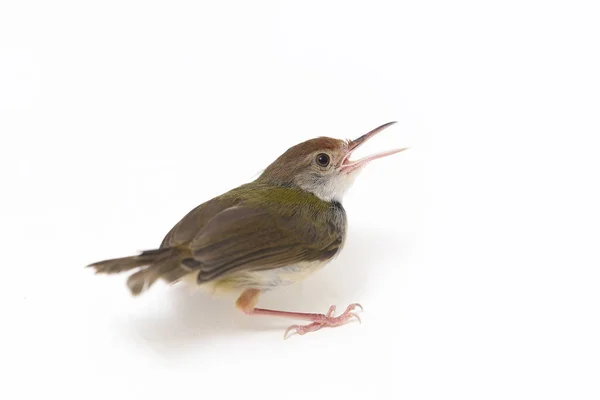 Bar Prinia Alado Prinia Familiaris Aislado Sobre Fondo Blanco —  Fotos de Stock