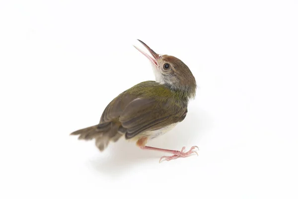 Barra Alada Prinia Prinia Familiaris Isolado Fundo Branco — Fotografia de Stock