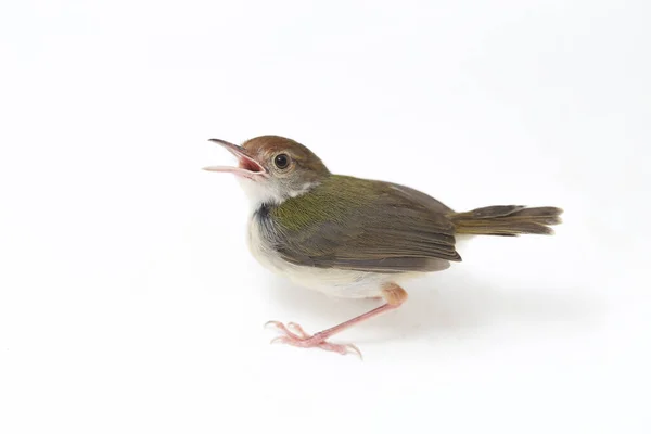 Bar Φτερωτό Prinia Prinia Familiaris Απομονώνεται Λευκό Φόντο — Φωτογραφία Αρχείου