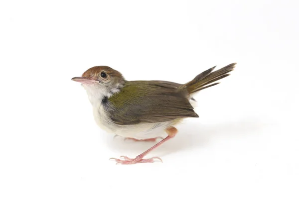 Bar Φτερωτό Prinia Prinia Familiaris Απομονώνεται Λευκό Φόντο — Φωτογραφία Αρχείου