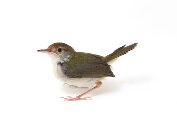 Barra Alada Prinia Prinia Familiaris Isolado Fundo Branco — Fotografia de Stock