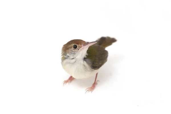 Bar Φτερωτό Prinia Prinia Familiaris Απομονώνεται Λευκό Φόντο — Φωτογραφία Αρχείου