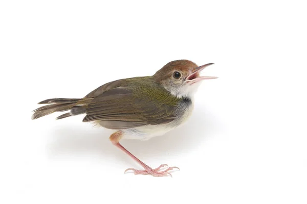 Die Geflügelte Prinia Prinia Familiaris Isoliert Auf Weißem Hintergrund — Stockfoto