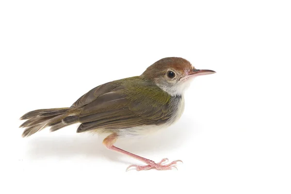 Bar Φτερωτό Prinia Prinia Familiaris Απομονώνεται Λευκό Φόντο — Φωτογραφία Αρχείου