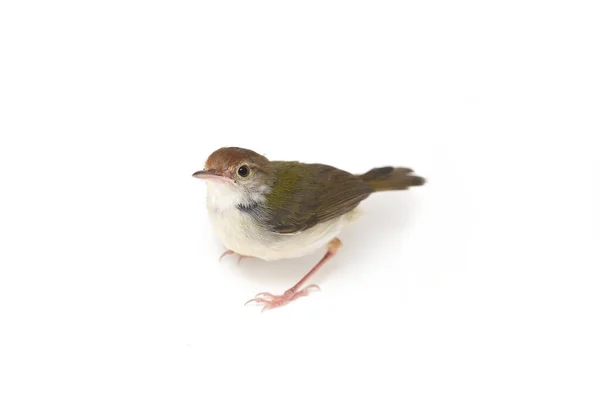 Bar Prinia Alado Prinia Familiaris Aislado Sobre Fondo Blanco —  Fotos de Stock