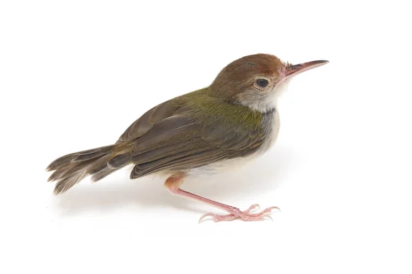 Bar Φτερωτό Prinia Prinia Familiaris Απομονώνεται Λευκό Φόντο — Φωτογραφία Αρχείου