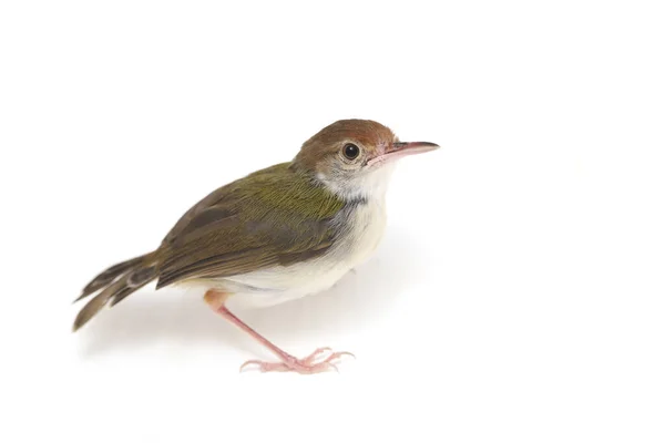 Barra Alada Prinia Prinia Familiaris Isolado Fundo Branco — Fotografia de Stock