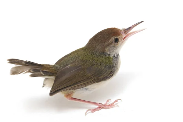 Die Geflügelte Prinia Prinia Familiaris Isoliert Auf Weißem Hintergrund — Stockfoto