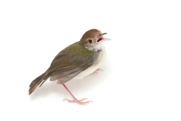 Bar Φτερωτό Prinia Prinia Familiaris Απομονώνεται Λευκό Φόντο — Φωτογραφία Αρχείου