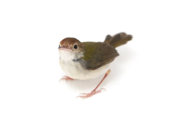 Barra Alada Prinia Prinia Familiaris Isolado Fundo Branco — Fotografia de Stock