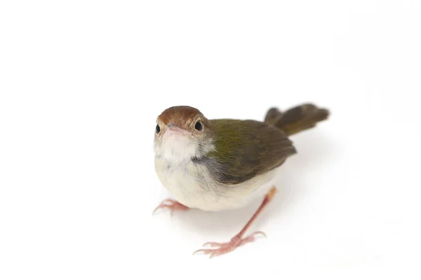 Bar Prinia Alado Prinia Familiaris Aislado Sobre Fondo Blanco —  Fotos de Stock