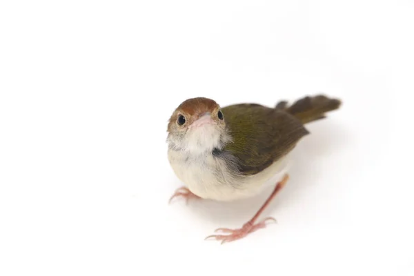 Bar Φτερωτό Prinia Prinia Familiaris Απομονώνεται Λευκό Φόντο — Φωτογραφία Αρχείου