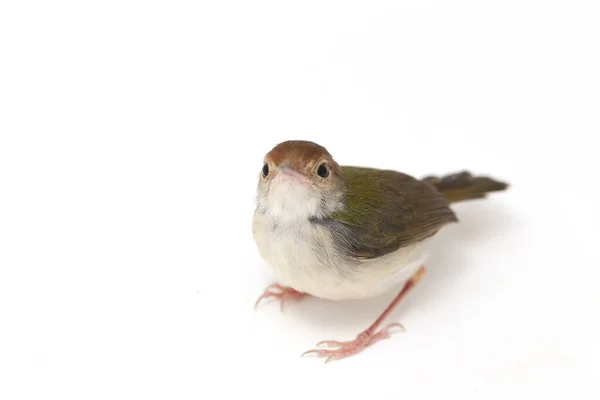 Bar Φτερωτό Prinia Prinia Familiaris Απομονώνεται Λευκό Φόντο — Φωτογραφία Αρχείου