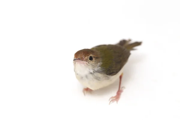 Bar Gevleugelde Prinia Prinia Familiaris Geïsoleerd Witte Achtergrond — Stockfoto