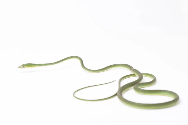 Asian Vine Snake Ahaetulla Prasina Isolated White Background — Stock Photo, Image
