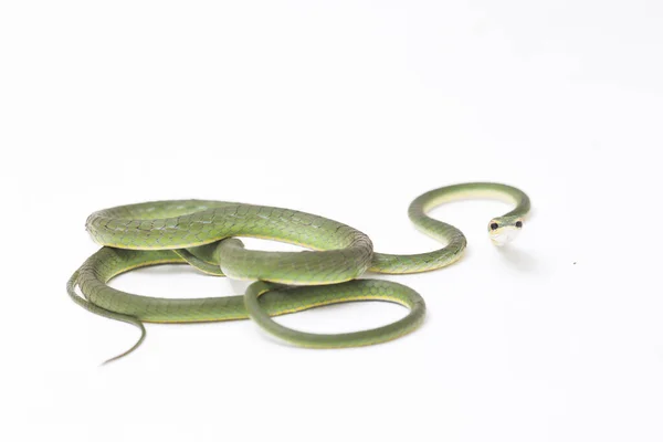 Asian Vine Snake Ahaetulla Prasina — 스톡 사진