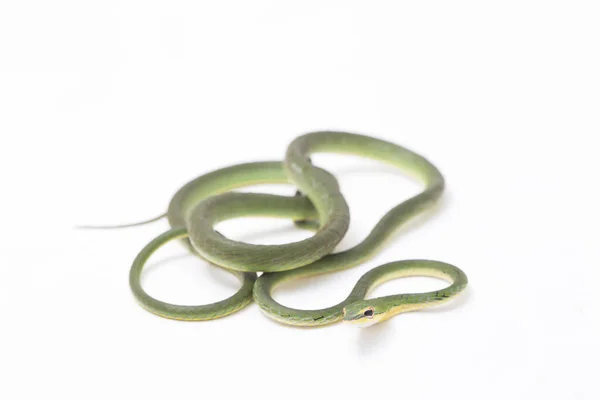Serpente Asiática Ahaetulla Prasina Isolada Sobre Fundo Branco — Fotografia de Stock