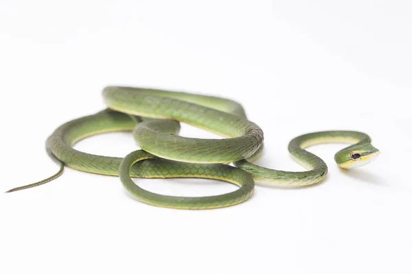 Serpente Asiática Ahaetulla Prasina Isolada Sobre Fundo Branco — Fotografia de Stock