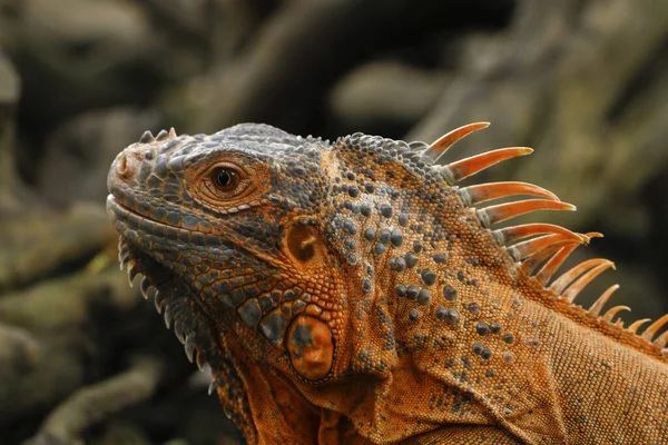 红石榴 Iguana Iguana 的特写 — 图库照片