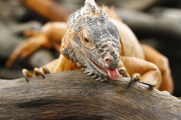 Primer Plano Iguana Roja Iguana Iguana — Foto de Stock