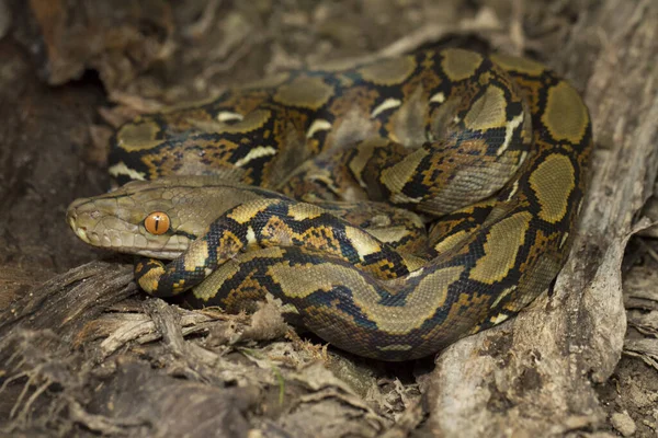 인도네시아의 Python Reticulated Python — 스톡 사진