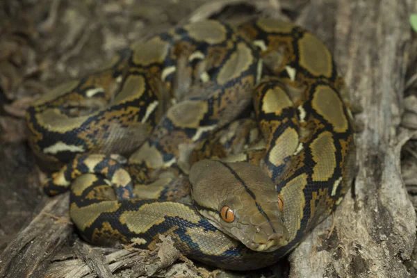 Baby Reticulated Python Python Reticulatus Bali Localidade Indonésia — Fotografia de Stock