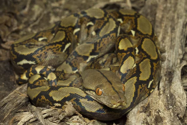 Baby Reticulated Python Python Reticulatus Località Bali Indonesia — Foto Stock