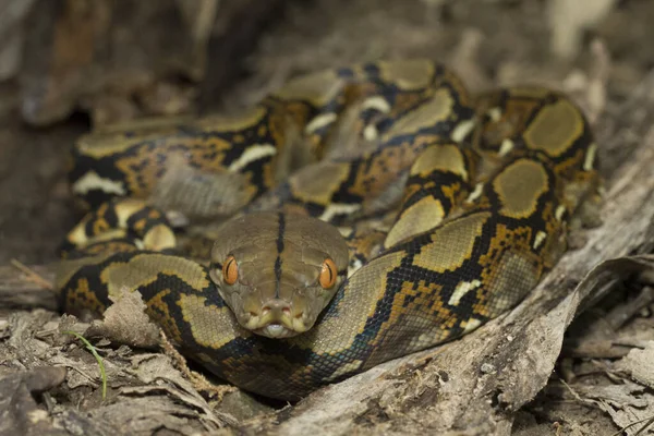 Baby Reticulated Python Python Reticulatus Località Bali Indonesia — Foto Stock