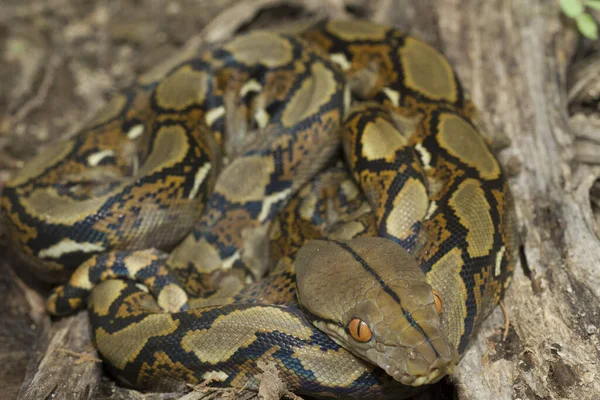 Baby Reticulated Python Python Reticulatus Bali Localidade Indonésia — Fotografia de Stock