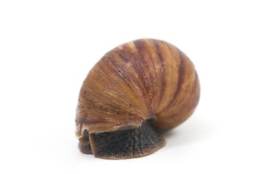 Dev Afrika kara salyangozu (Achatina fulica) beyaz bir arka planda izole edilmiştir.