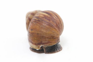 Dev Afrika kara salyangozu (Achatina fulica) beyaz bir arka planda izole edilmiştir.
