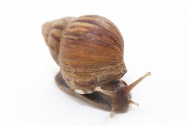 Dev Afrika kara salyangozu (Achatina fulica) beyaz bir arka planda izole edilmiştir.