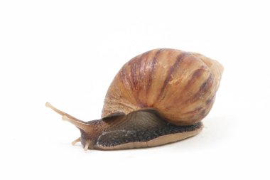 Dev Afrika kara salyangozu (Achatina fulica) beyaz bir arka planda izole edilmiştir.