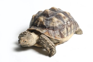 Afrika Mahmuzlu Kaplumbağası, Afrika Mahmuz Bacak Kaplumbağası olarak da bilinir.