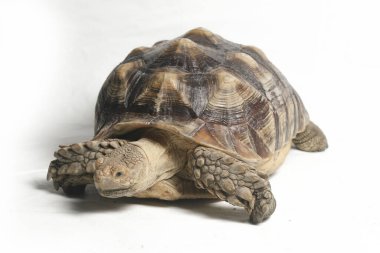 Afrika Mahmuzlu Kaplumbağası, Afrika Mahmuz Bacak Kaplumbağası olarak da bilinir.