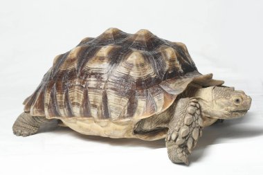 Afrika Mahmuzlu Kaplumbağası, Afrika Mahmuz Bacak Kaplumbağası olarak da bilinir.