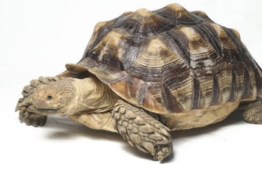 Afrika Mahmuzlu Kaplumbağası, Afrika Mahmuz Bacak Kaplumbağası olarak da bilinir.