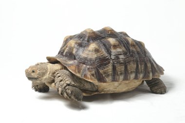 Afrika Mahmuzlu Kaplumbağası, Afrika Mahmuz Bacak Kaplumbağası olarak da bilinir.