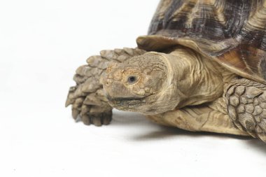 Afrika Mahmuzlu Kaplumbağası, Afrika Mahmuz Bacak Kaplumbağası olarak da bilinir.