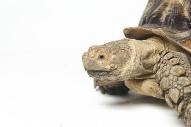 Afrika Mahmuzlu Kaplumbağası, Afrika Mahmuz Bacak Kaplumbağası olarak da bilinir.