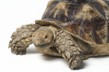 Afrika Mahmuzlu Kaplumbağası, Afrika Mahmuz Bacak Kaplumbağası olarak da bilinir.