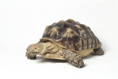 Afrika Mahmuzlu Kaplumbağası, Afrika Mahmuz Bacak Kaplumbağası olarak da bilinir.