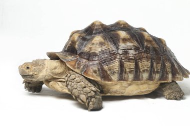 Afrika Mahmuzlu Kaplumbağası, Afrika Mahmuz Bacak Kaplumbağası olarak da bilinir.