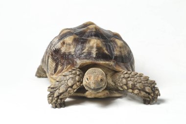 Afrika Mahmuzlu Kaplumbağası, Afrika Mahmuz Bacak Kaplumbağası olarak da bilinir.