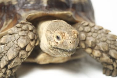 Afrika Mahmuzlu Kaplumbağası, Afrika Mahmuz Bacak Kaplumbağası olarak da bilinir.