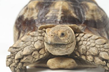 Afrika Mahmuzlu Kaplumbağası, Afrika Mahmuz Bacak Kaplumbağası olarak da bilinir.