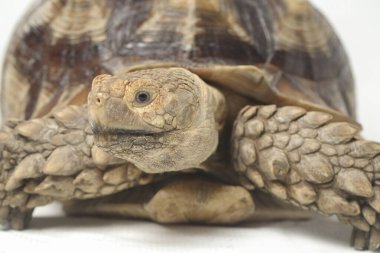 Afrika Mahmuzlu Kaplumbağası, Afrika Mahmuz Bacak Kaplumbağası olarak da bilinir.