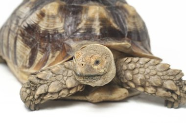 Afrika Mahmuzlu Kaplumbağası, Afrika Mahmuz Bacak Kaplumbağası olarak da bilinir.