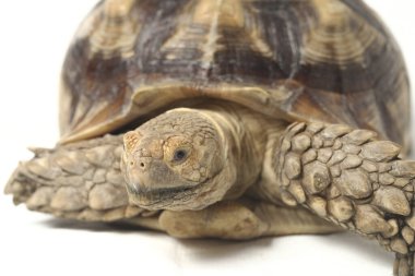 Afrika Mahmuzlu Kaplumbağası, Afrika Mahmuz Bacak Kaplumbağası olarak da bilinir.